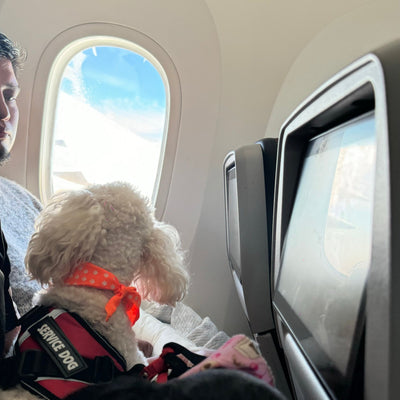 13 años de experiencia: Lo que hemos aprendido sobre transporte seguro de mascotas