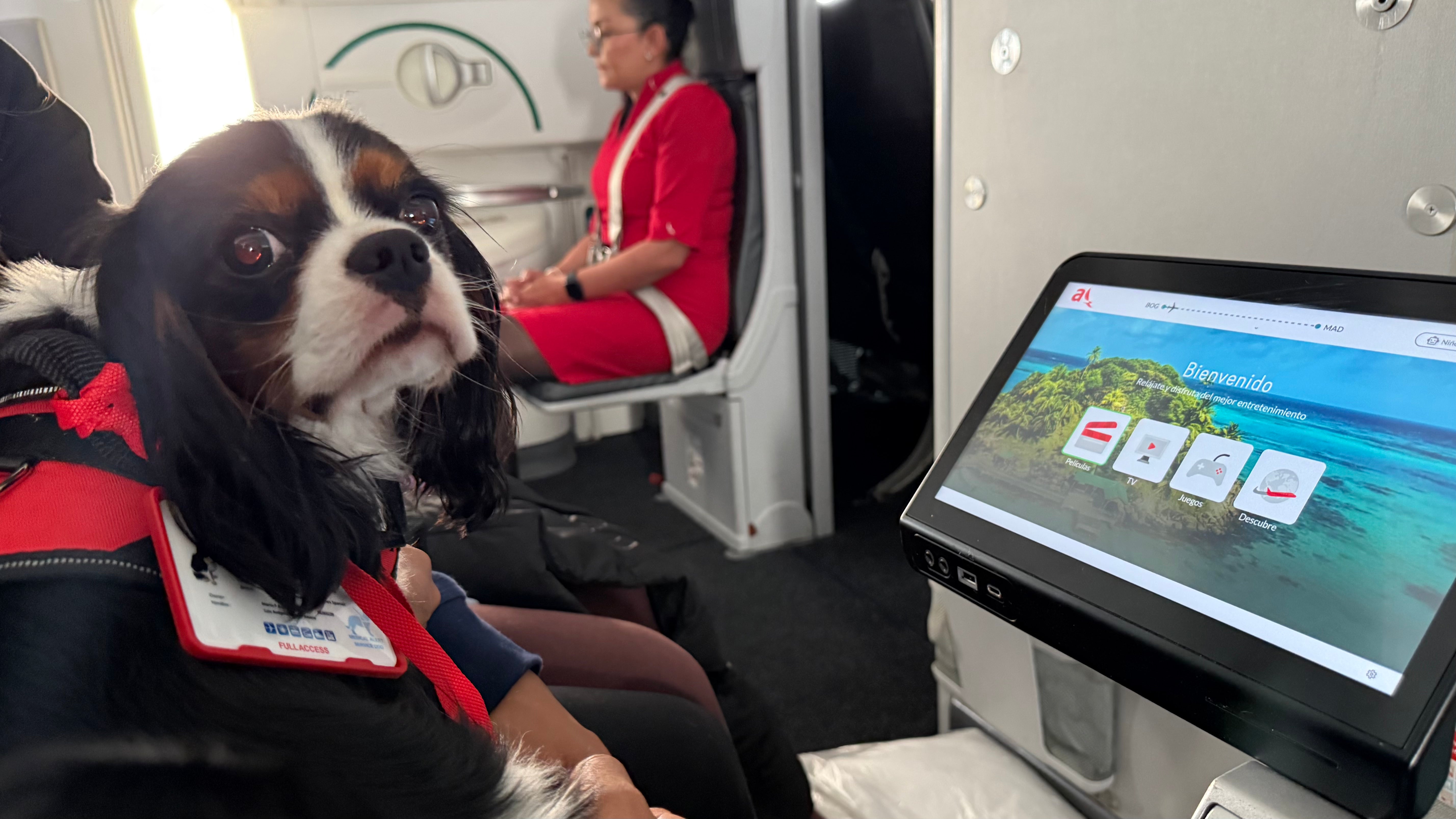 pet relocation 