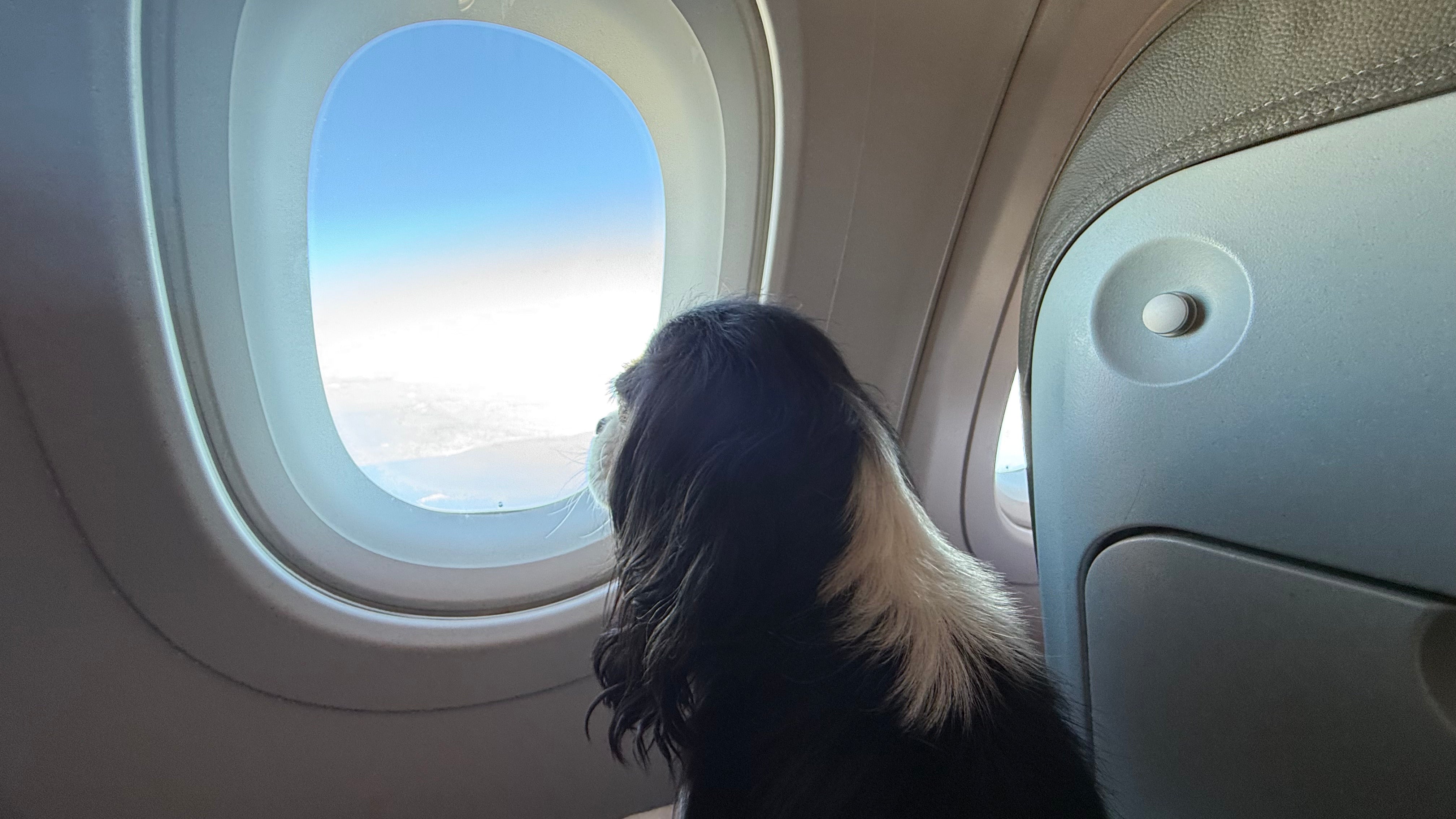 Viaje con mascotas en cabina