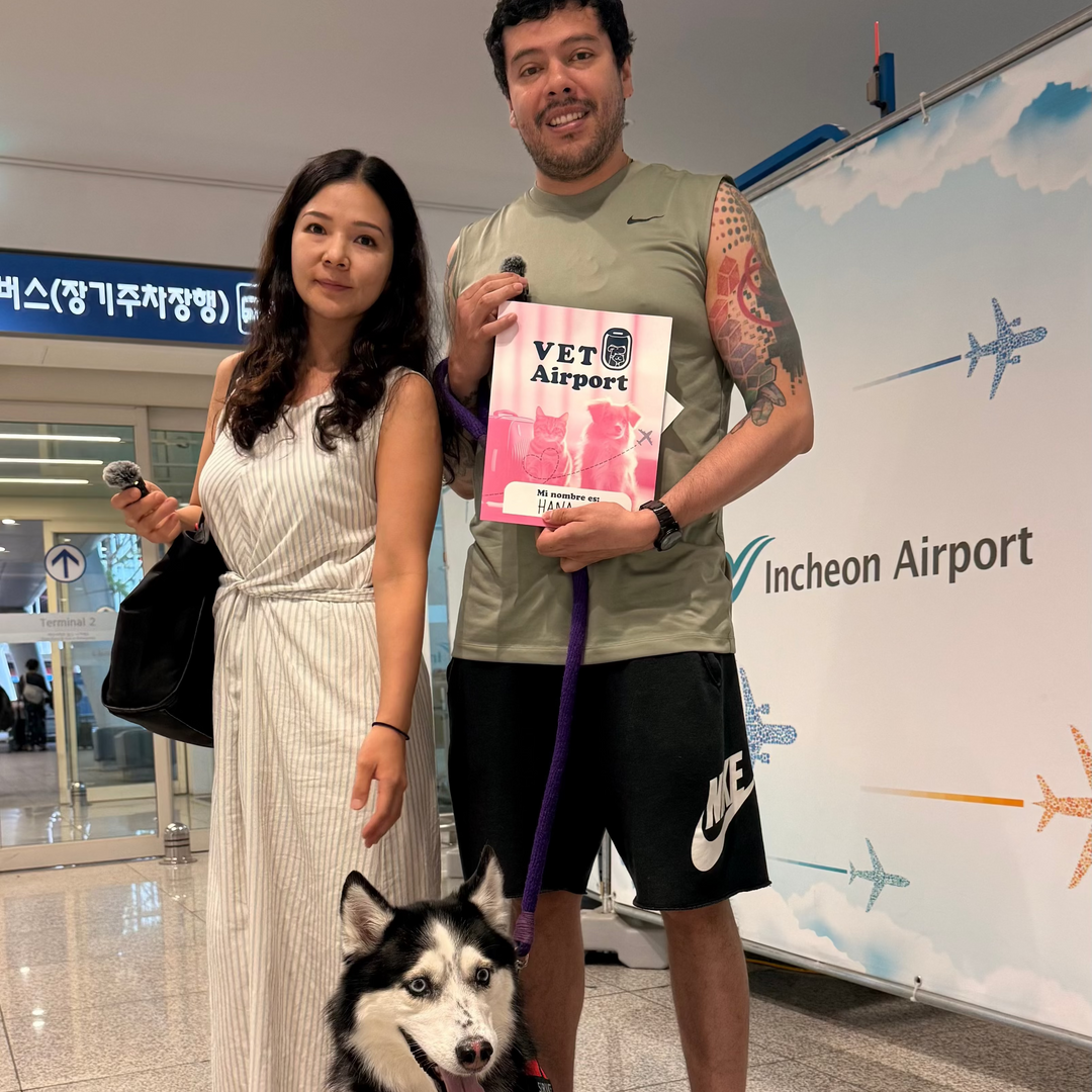 Complete international pet transport process health certificates VetAirport IPATA certified