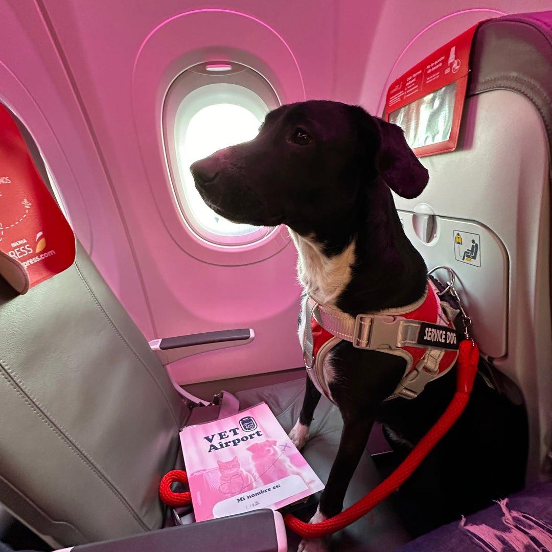 Complete international pet transport process health certificates VetAirport IPATA certified